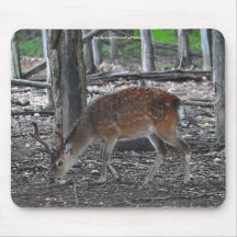Sika Deer Buck Animal Wildlife Photo Mouse Pad
