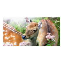 Sika deer close up in the wild picture card