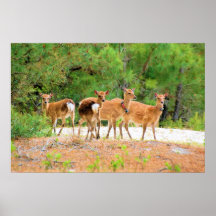 Sika Deer Print
