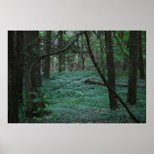 Silent Forest Print