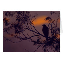 Silhouette of Harris Hawk (Parabuteo unicinctus) Cards