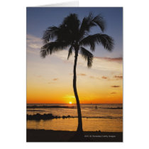 Silhouette of one Palm Tree by a Red Orange Sunset Card