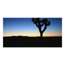 Silhouetted Joshua Tree Photo Greeting Card