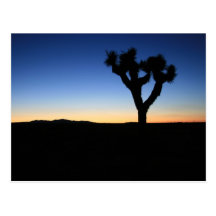 Silhouetted Joshua Tree Post Cards