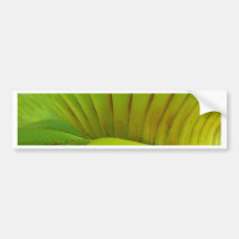 Silk Floss Palm Bumper Stickers