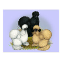 Silkie Trio Post Cards