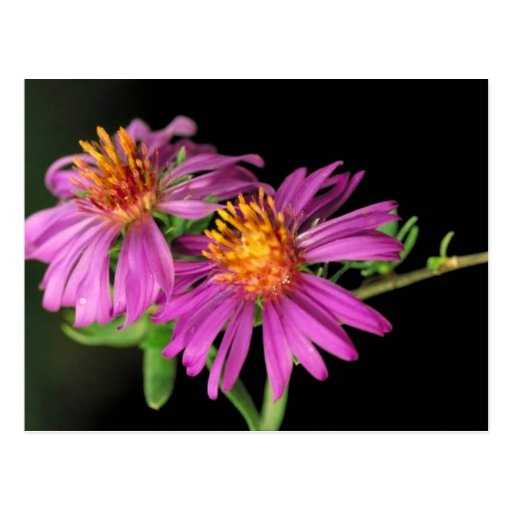 Silky Aster Post Cards
