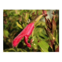 Silky Flower Postcards