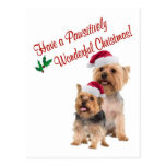 Silky Terrier Christmas Wishes Postcard