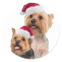 Silky Terrier Christmas Wishes