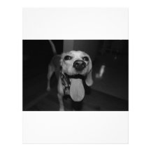 Silly Bella Custom Letterhead