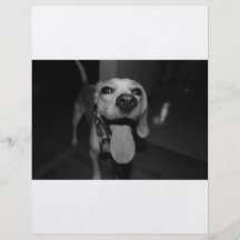 Silly Bella Full Color Flyer