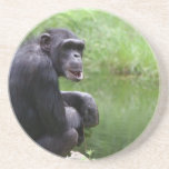 Silly Chimpanzee Drink Coaster