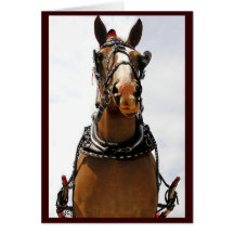 Silly Horse Greeting Cards