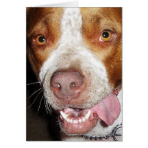 Silly Pitbull Portrait Greeting Cards