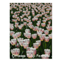 Silver and Pink Tulips Postcards