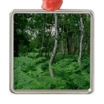Silver birch trees and ferns, Sherwood Forest Christmas Ornament