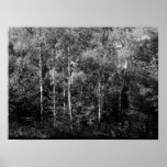 Silver Birch Trees - B&W Posters