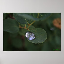 Silver Drop Posters
