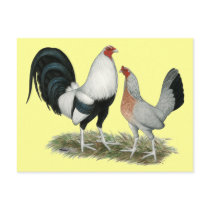 Silver Duckwing Gamefowl Post Cards