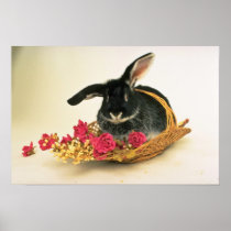 Silver fox rabbit named Boris flowers Posters