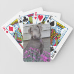 Silver Labradors