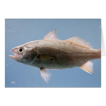 Silver Perch Fish Greeting Card