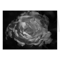Silver Rose Greeting Card