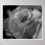 Silver Rose