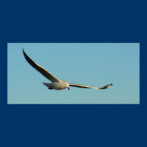 Silver Seagull posters