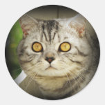 Silver spotted cat sticker stickers