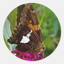 Silver Spotted Skipper Butterfly Sticker