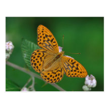 Silver-washed Fritillary postcard