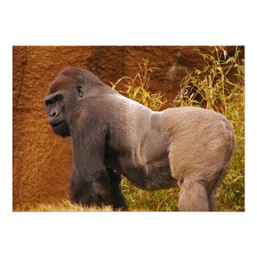 Silverback Gorilla Photo Invitation