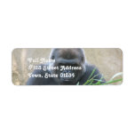 Silverback Gorilla Return Address Label