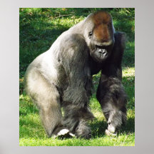 Silverback Male Lowland Gorilla Standing Up Print
