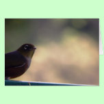 Silvereye cards