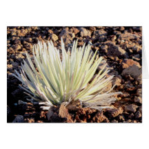 Silversword on Haleakala, Maui Cards