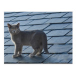 Silvery Grey Kitten Post Card