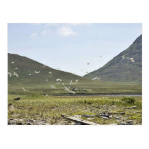 Simeonof Island Postcard