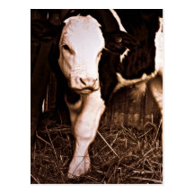 Simmental X Holstein Bull Calf Post Card