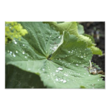 Simple et vert photo sur toile