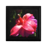 Simple fuschia gift boxes