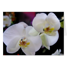 Simply orchids cards