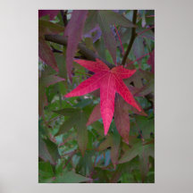 Simply Red Print