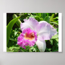 Singapore Orchid 3 Poster