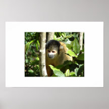 Singe africain affiches