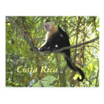 Singe Costa Rica de capucin Cartes Postales