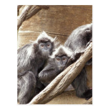 singes cartes postales