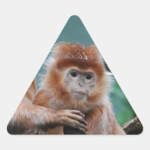 Singes rouges de Langur Adhésifs